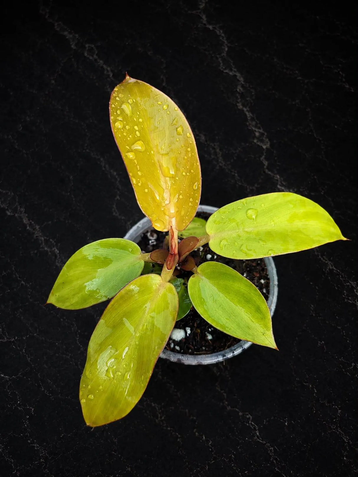 Philodendron Red Sun Starter Plant - Rare Colorful Philodendron in 3" Pot - Tropical Indoor Houseplant - Live Aroid Plant