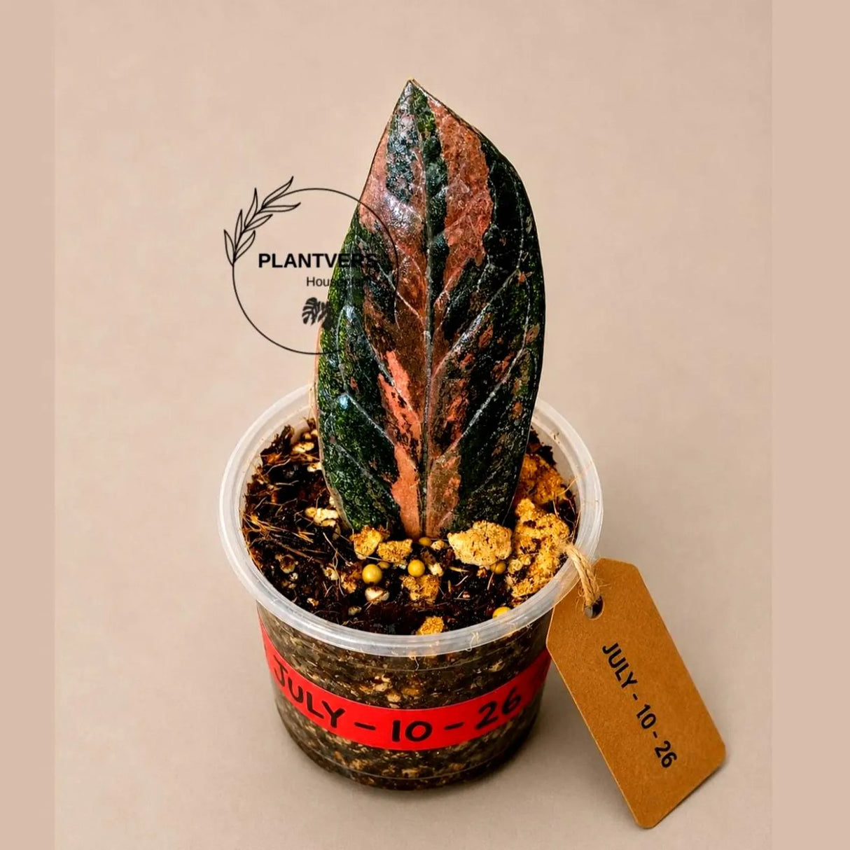 Black Variegated ZZ Plant - Multi Color Zamioculcas (July-10-26-ER)