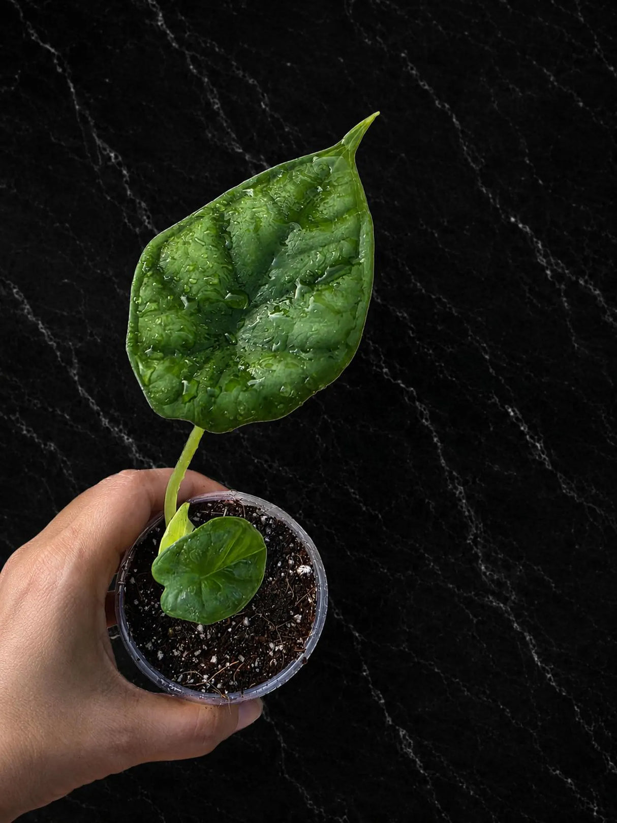 Alocasia Dragon Scale Live Plant - Rare Jewel Alocasia - Silver Green Tropical Houseplant - Exotic Indoor Aroid Plant