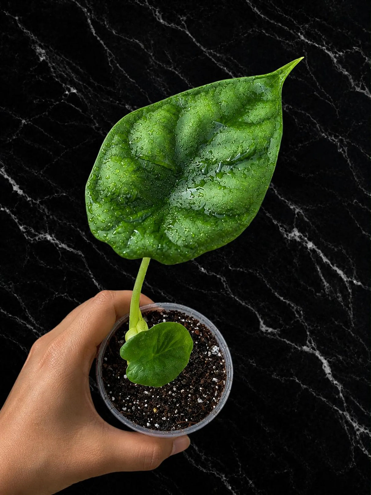 Alocasia Dragon Scale Live Plant - Rare Jewel Alocasia - Silver Green Tropical Houseplant - Exotic Indoor Aroid Plant