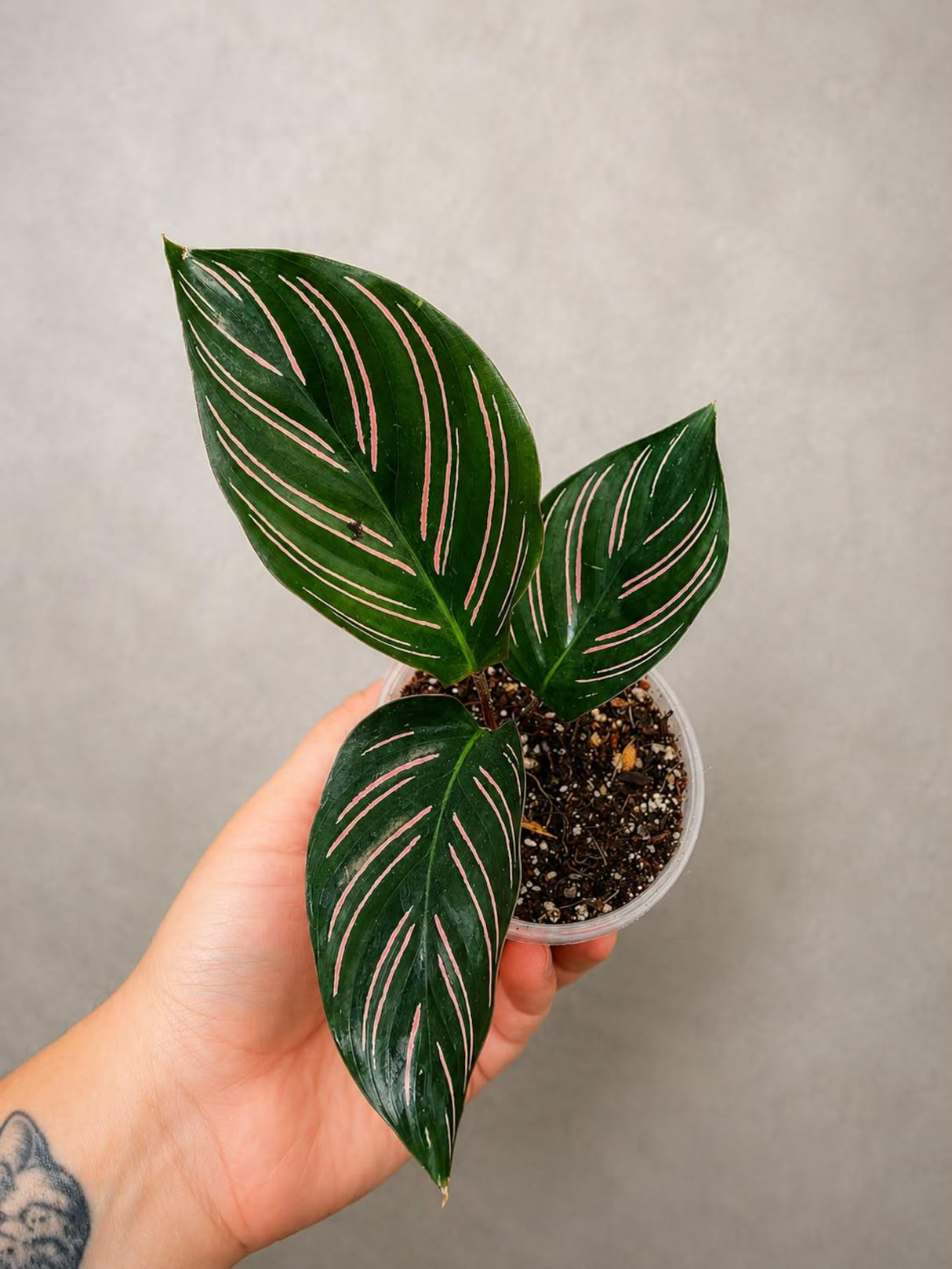 Calathea Ornata Pinstripe in 3" Pot - Live Houseplant - Prayer Plant - Tropical Houseplant