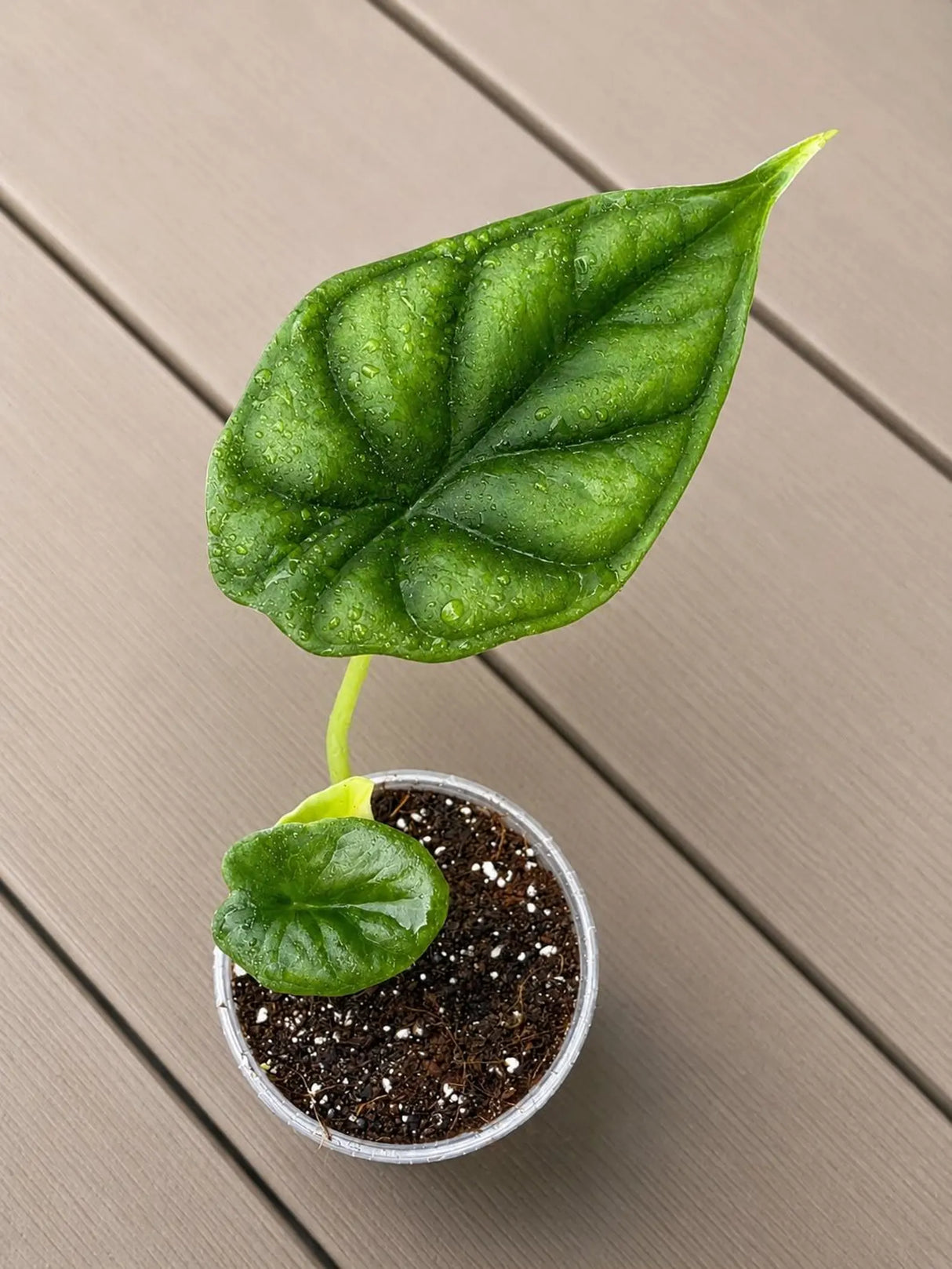 Alocasia Dragon Scale Starter Plant in 3" Pot - Rare Alocasia - Aroid Plant - Indoor Live Tropical Plant