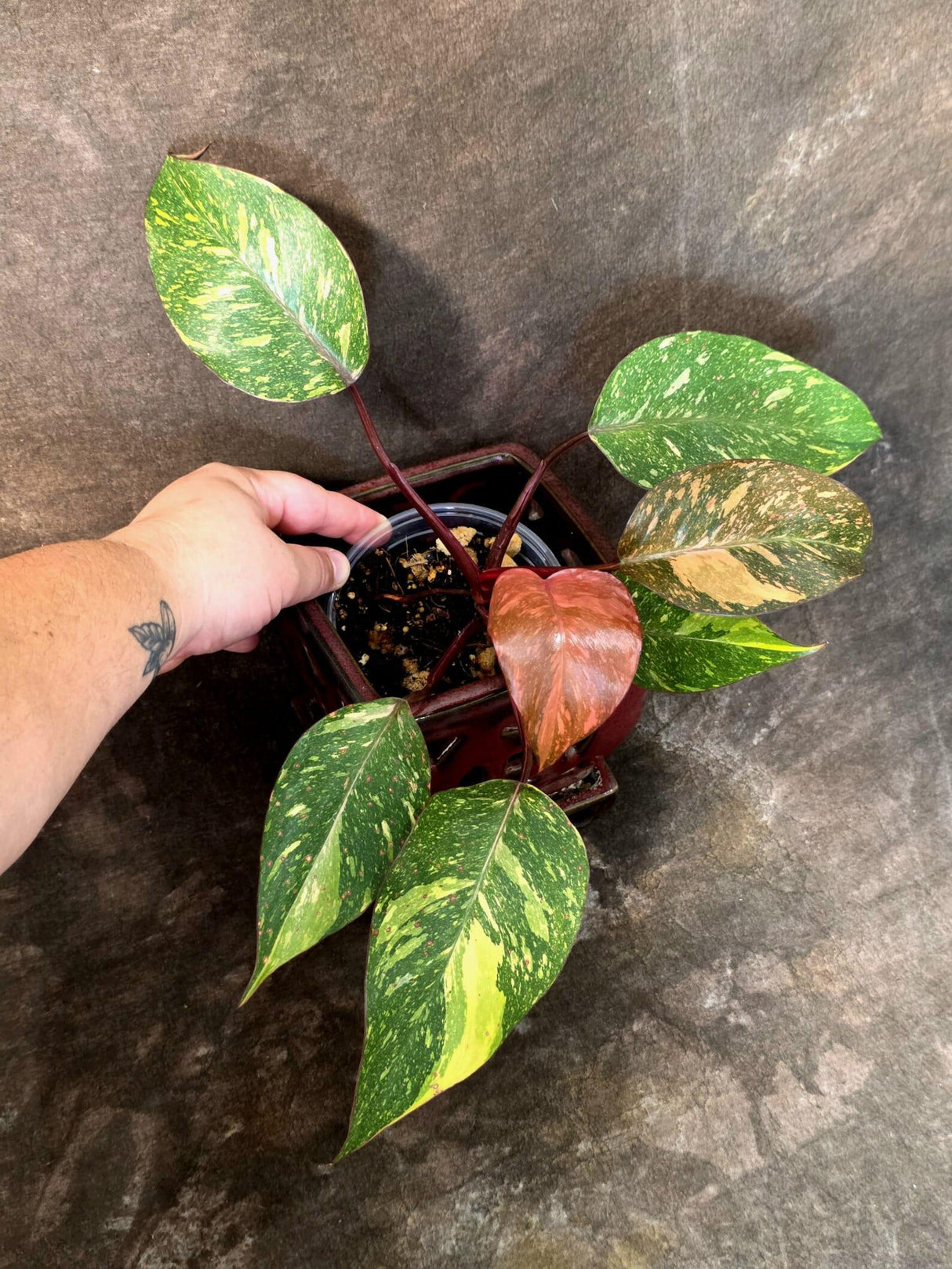 Philodendron Orange Princess - Rare Collector Plant (July-10-23)