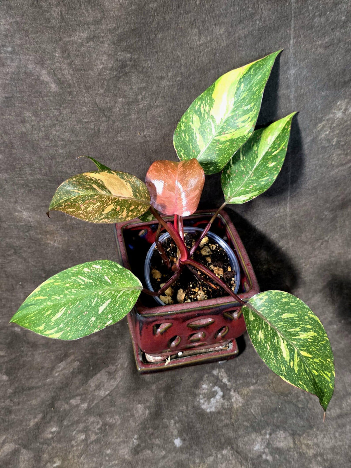Philodendron Orange Princess - Rare Collector Plant (July-10-23)