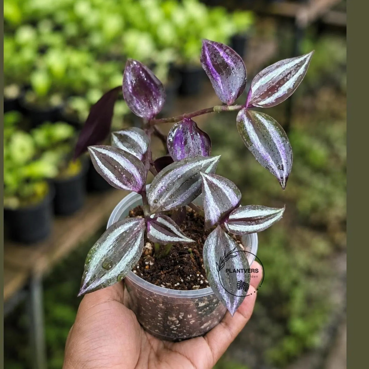 Purple Wandering Jew in 3" Nursery Pot - Tradescantia Plant - Wandering Dude Plant - Purple Heart Plant - Live Trailing Houseplant