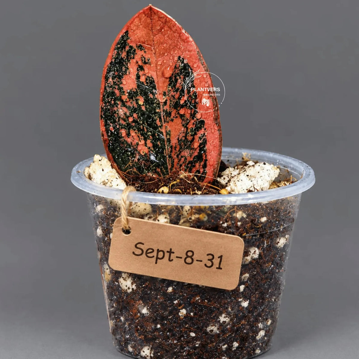 Black Variegated ZZ Plant in a Nursery Pot- Multi Color Zamioculcas - Super Rare EXACT Indoor Plant - US Seller