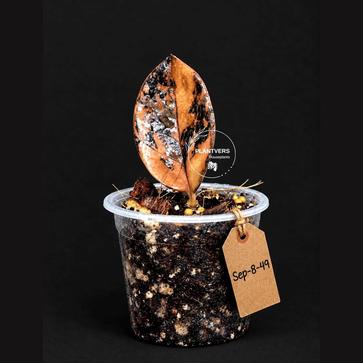 Black Variegated ZZ Plant in a Nursery Pot- Multi Color Zamioculcas - Super Rare EXACT Indoor Plant - US Seller