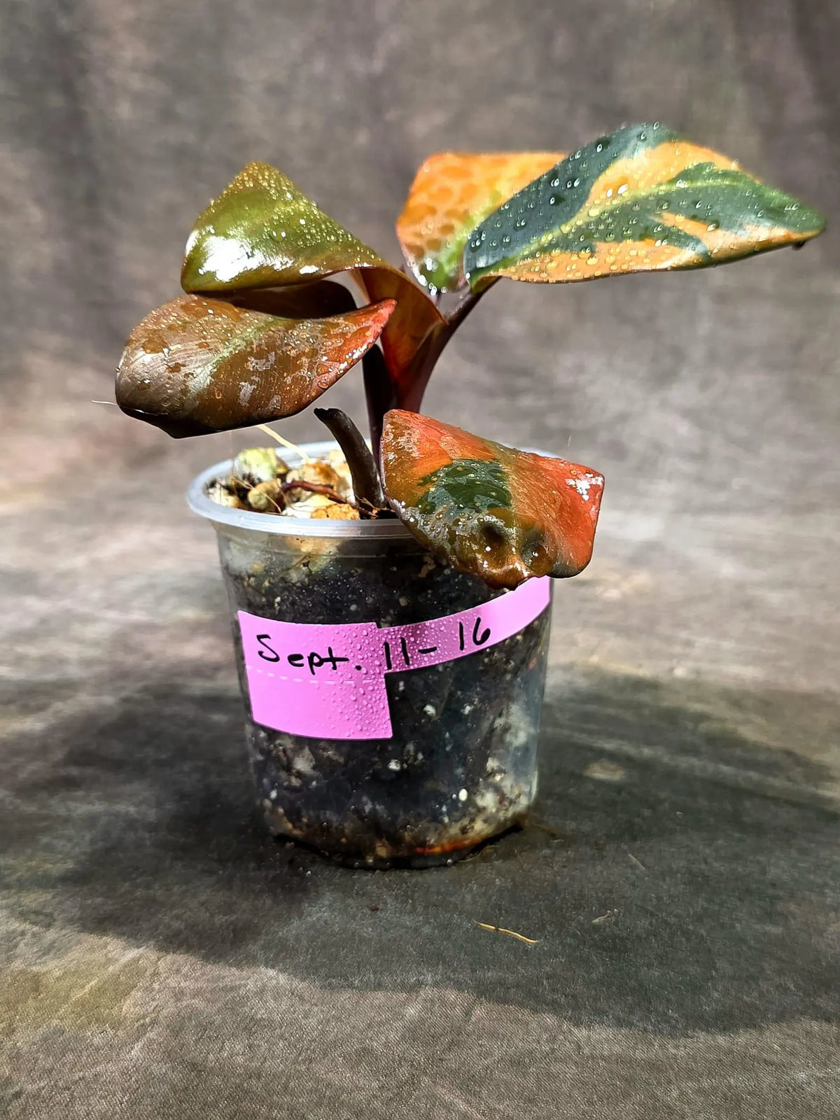 Variegated Black Cardinal Philodendron Live Plant (Sep-11-16-ER)