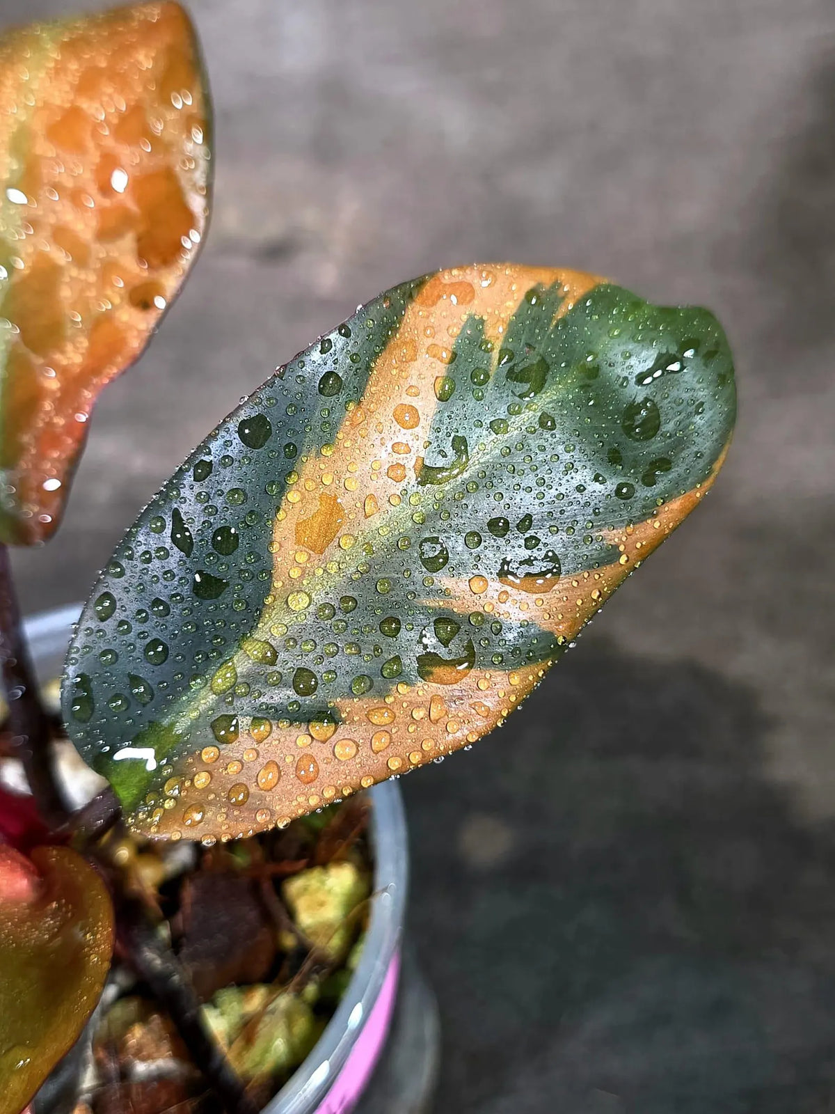 Variegated Black Cardinal Philodendron Live Plant (Sep-11-16-ER)