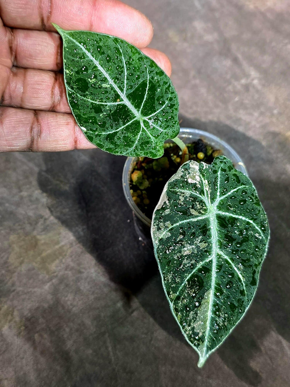 Alocasia Reginula Black Velvet Pink Variegated (Sep-11-14-ER)
