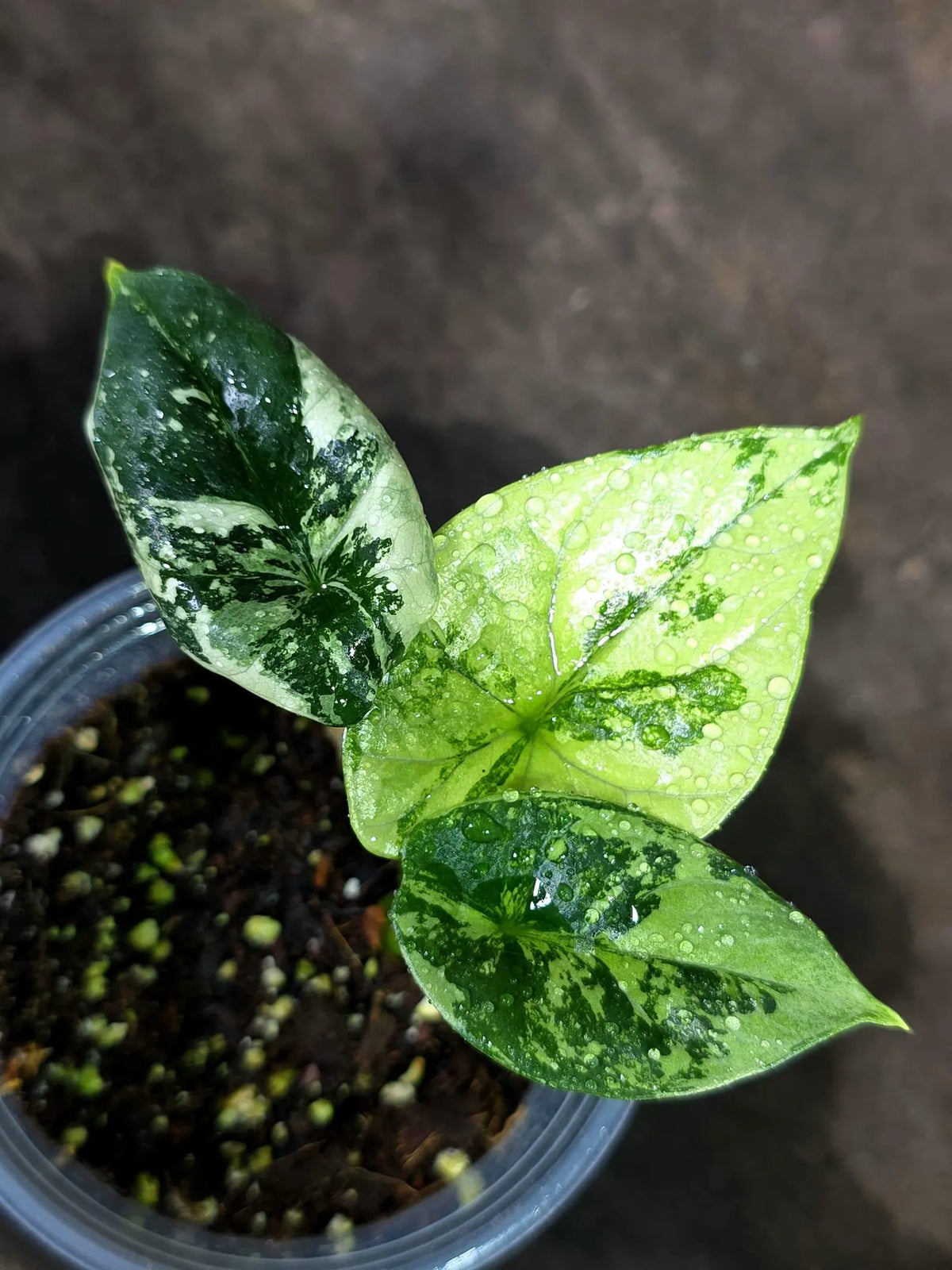Alocasia Sinuata Aurea Live Plant (Sep-11-13-ER)
