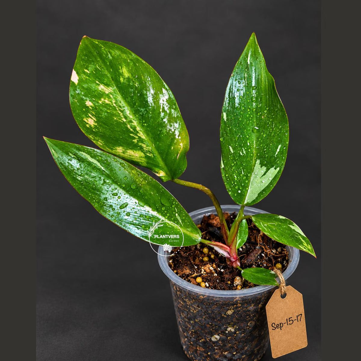 Variegated Philodendron Red Anderson - Rare Tricolor Philodendron - Collector Indoor Plant - Exotic Tropical Houseplant