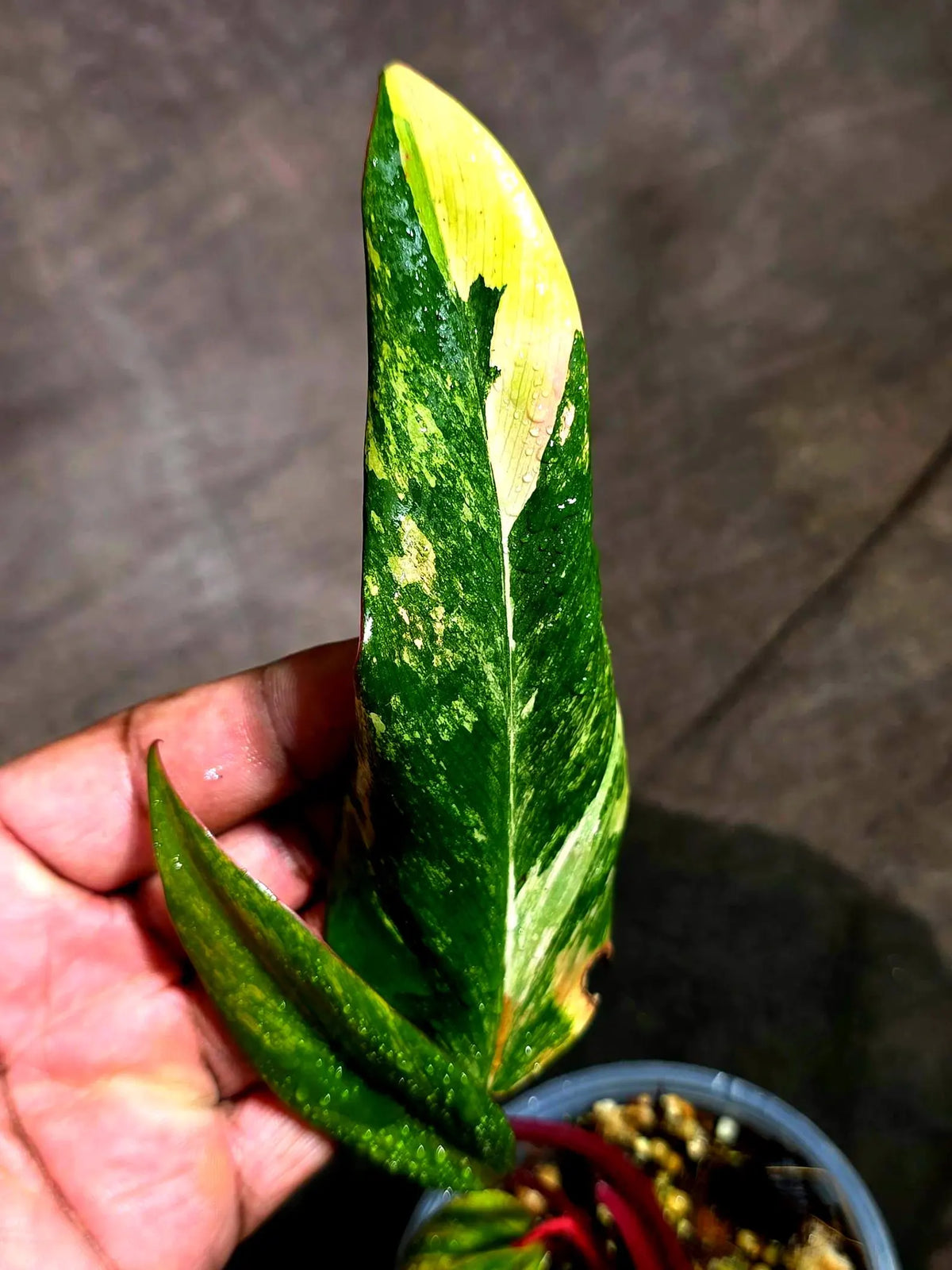 Philodendron Strawberry Shake Variegated (Sep-15-22)