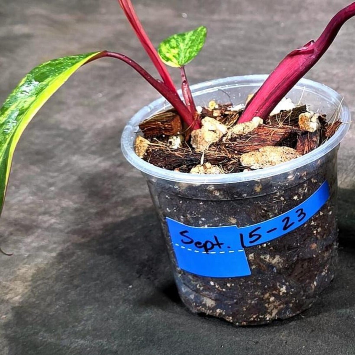 Philodendron Strawberry Shake Variegated (Sep-15-23)