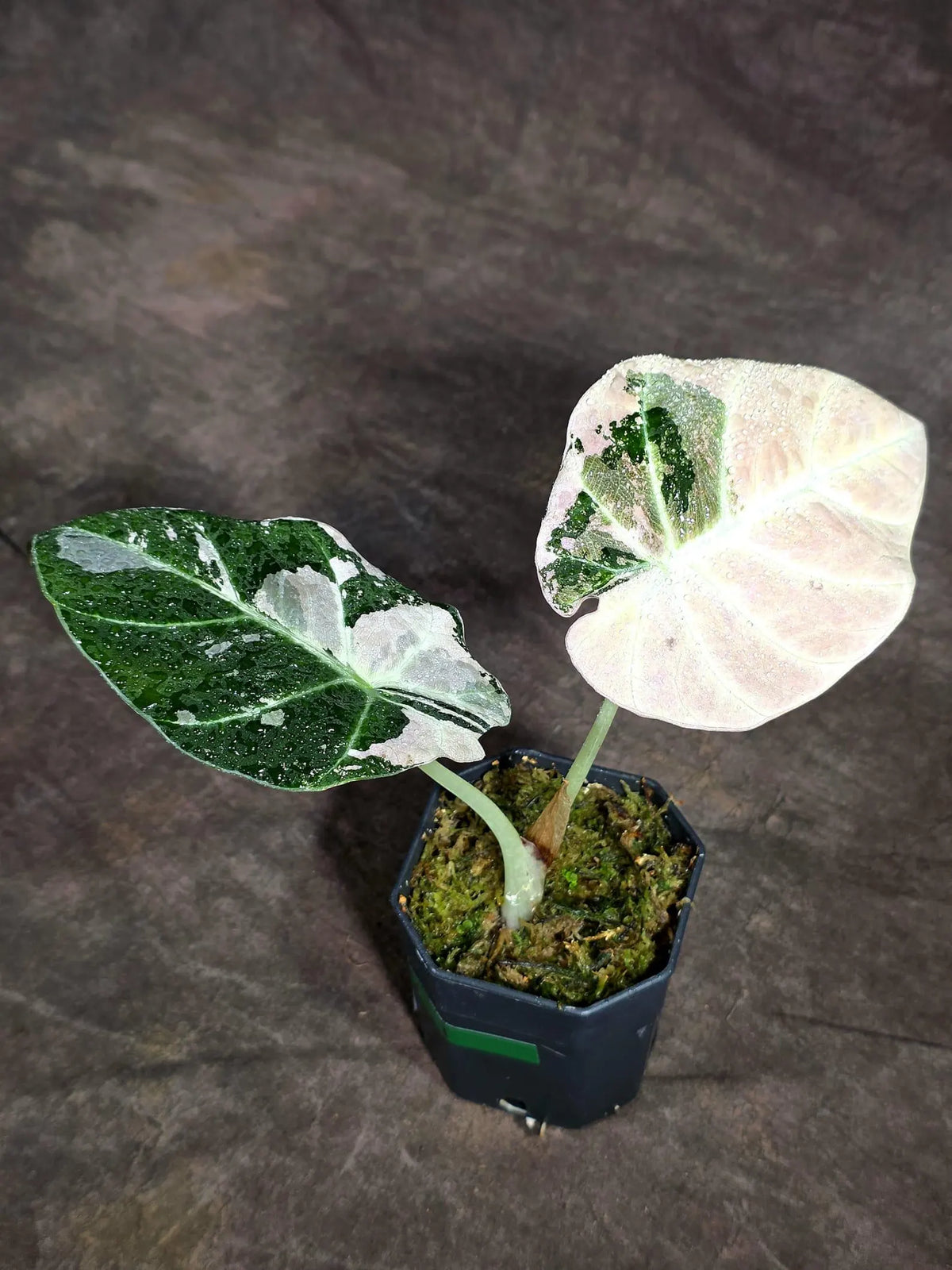 Alocasia Reginula Black Velvet Pink Variegated (Sep-16-1-ER)