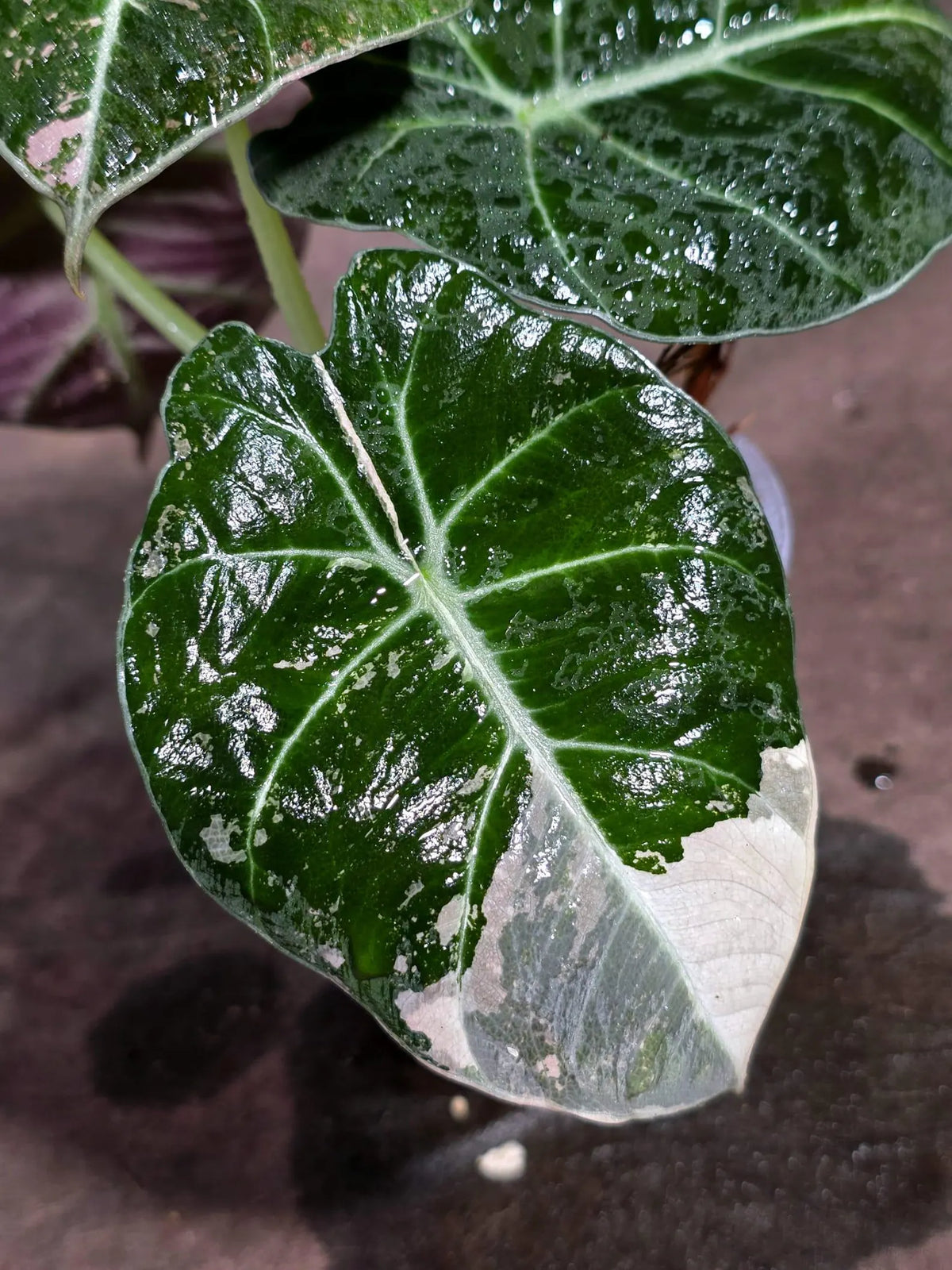 Alocasia Reginula Black Velvet Pink Variegated (Sep-16-3-ER)