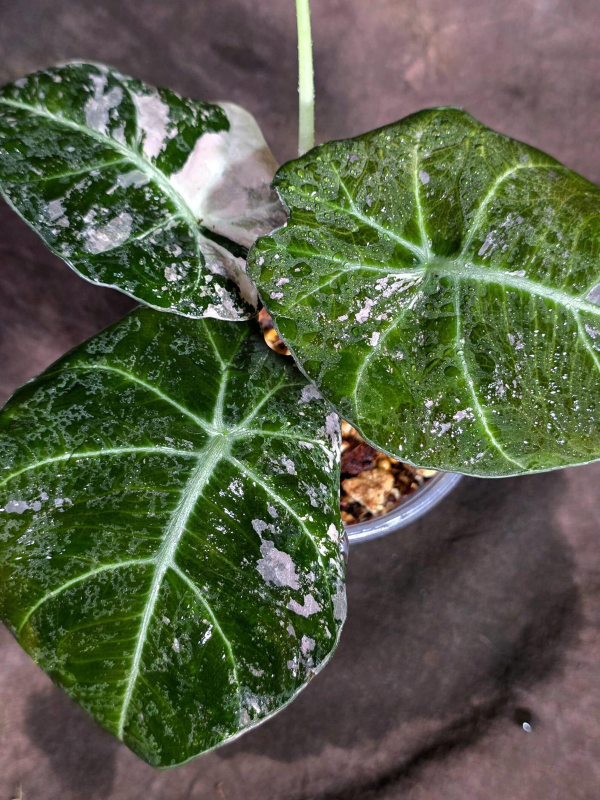Alocasia Reginula Black Velvet Pink Variegated (Sep-16-9-ER)