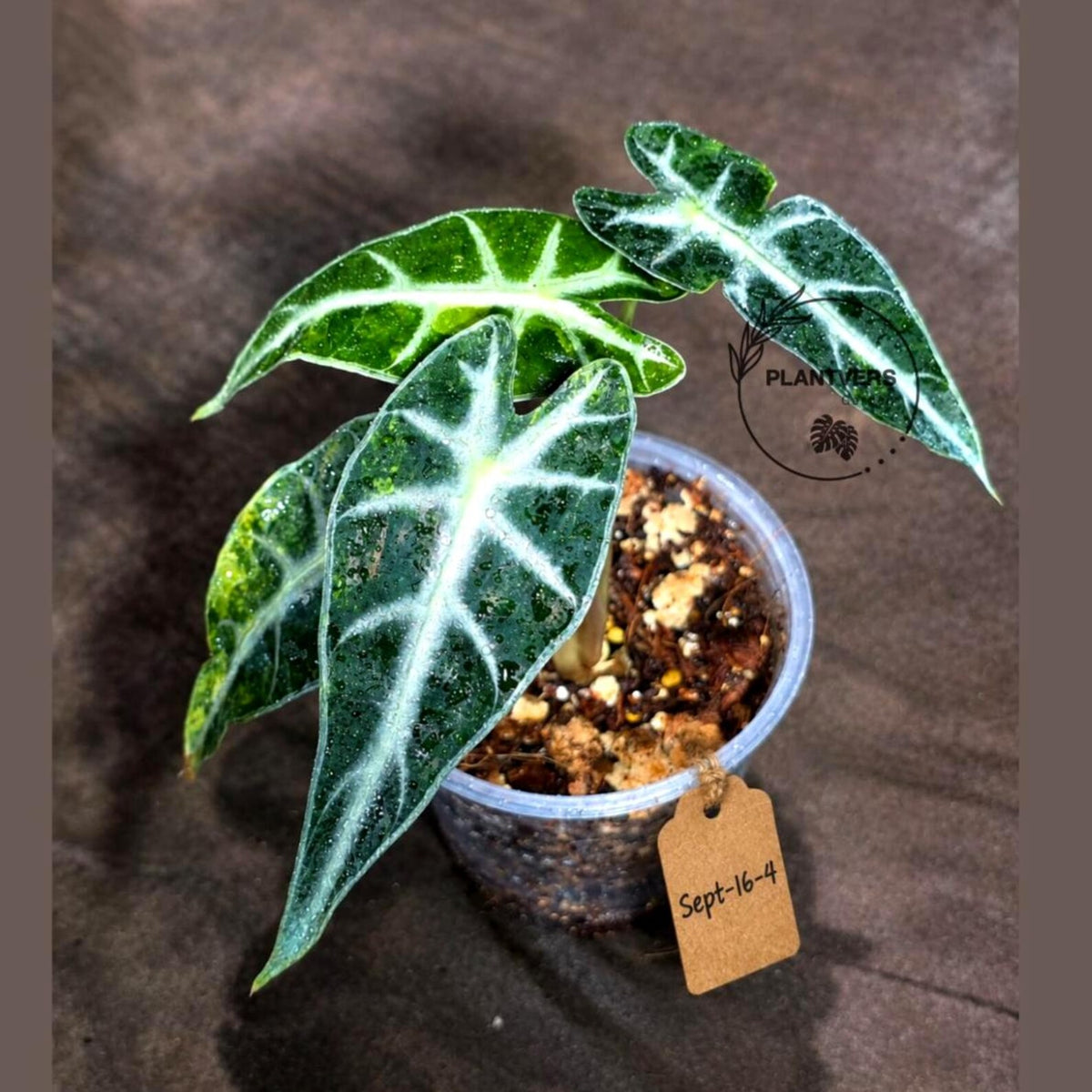 Alocasia Bambino Aurea Variegated (Sep-16-4-ER)
