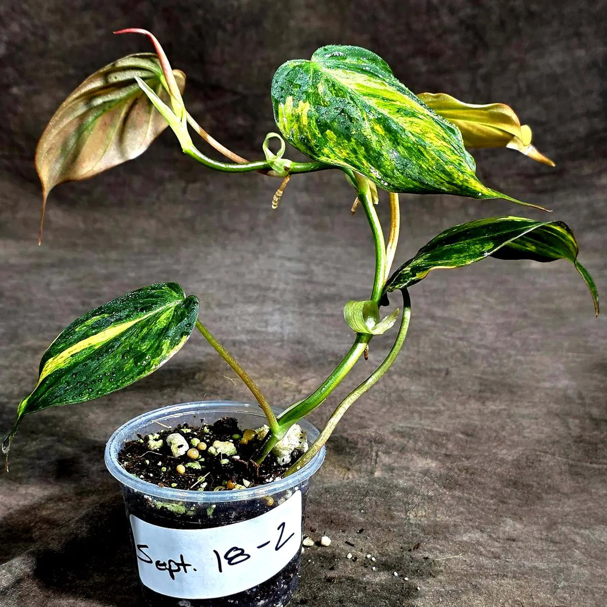 Variegated Philodendron Mican Aurea (Sep-18-2)