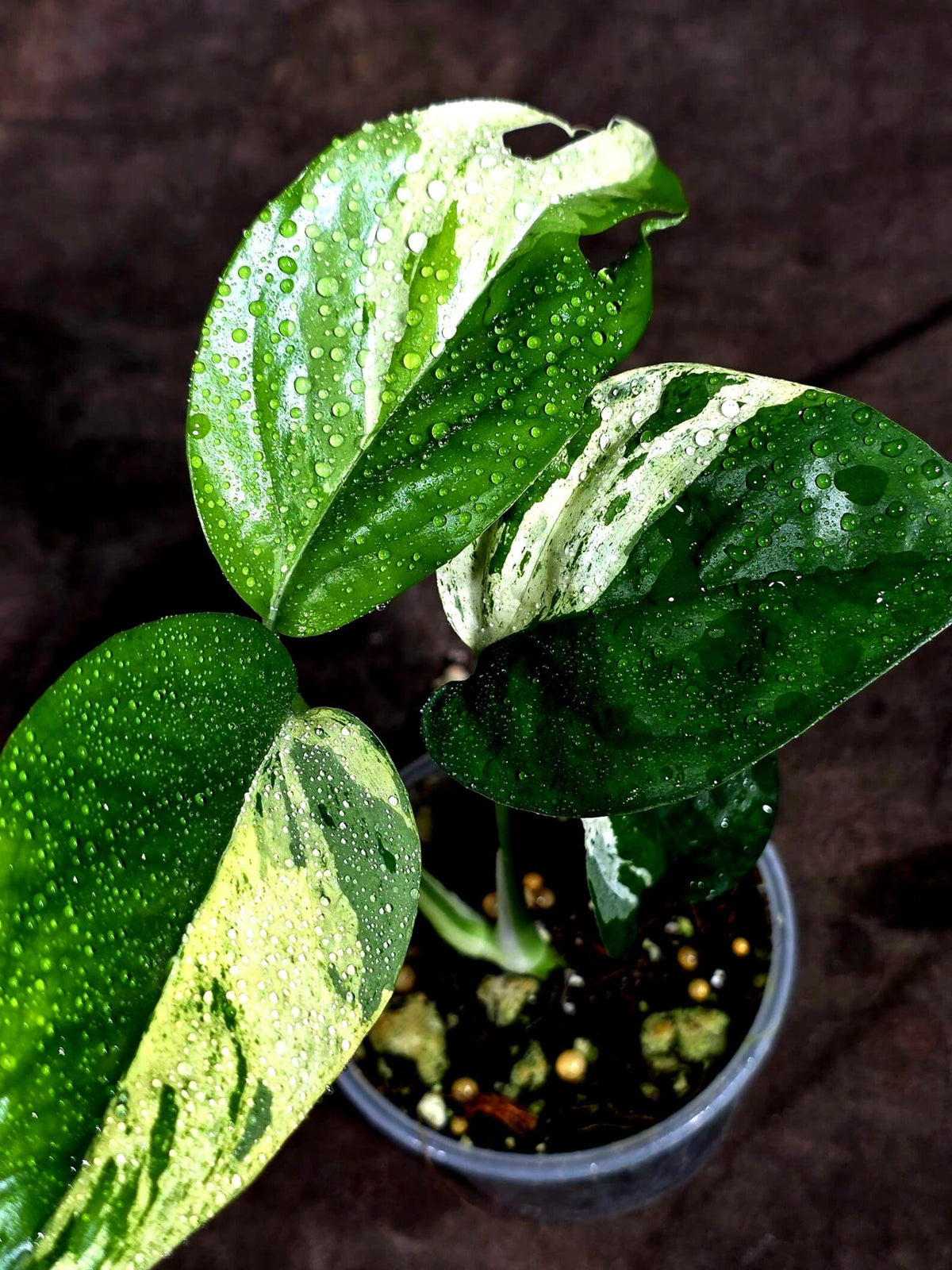 Epipremnum Pinnatum Marble Variegated (Sep-18-3)