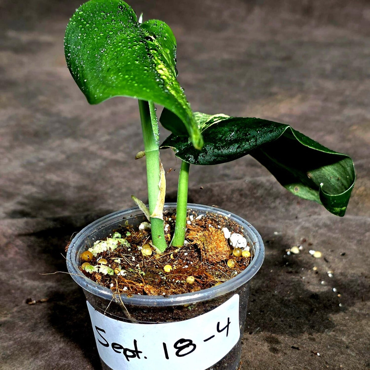 Scindapsus Jade Satin Variegated - Yellow Variegation (Sep-18-4)