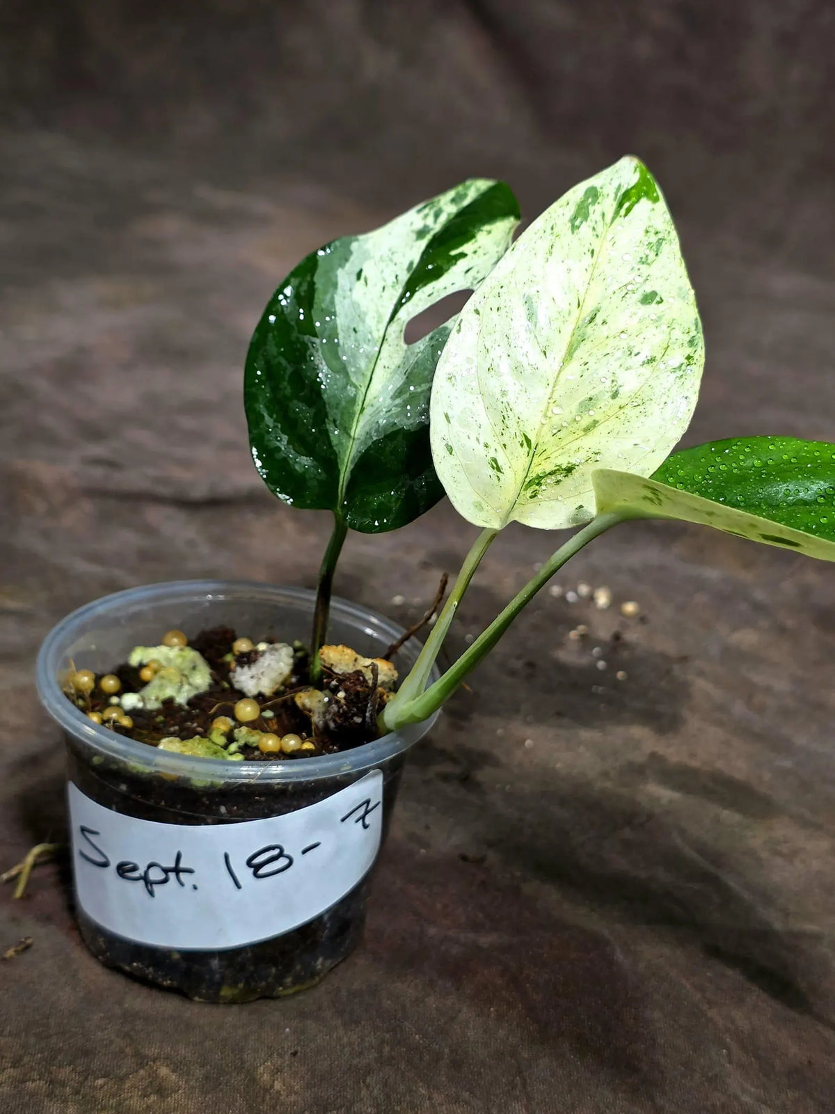 Epipremnum Pinnatum Marble Variegated (Sep-18-7)