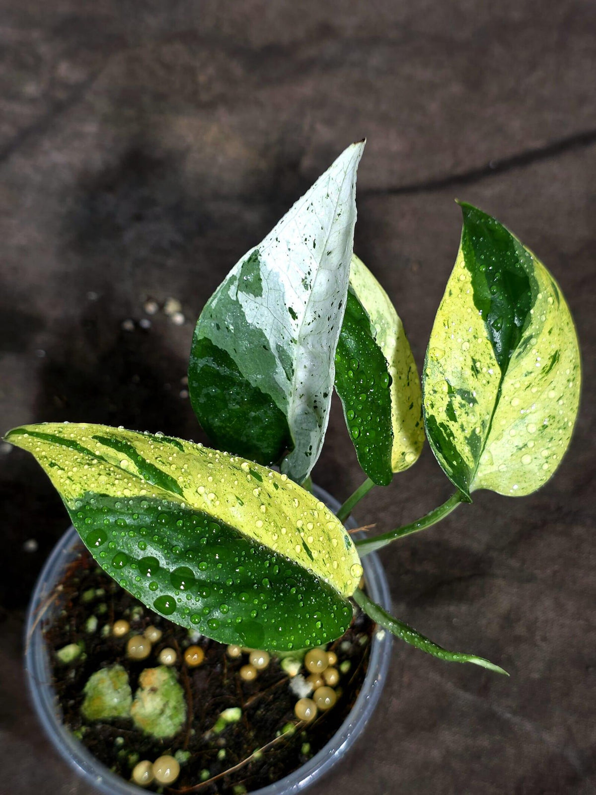 Epipremnum Pinnatum Marble Variegated (Sep-18-8)