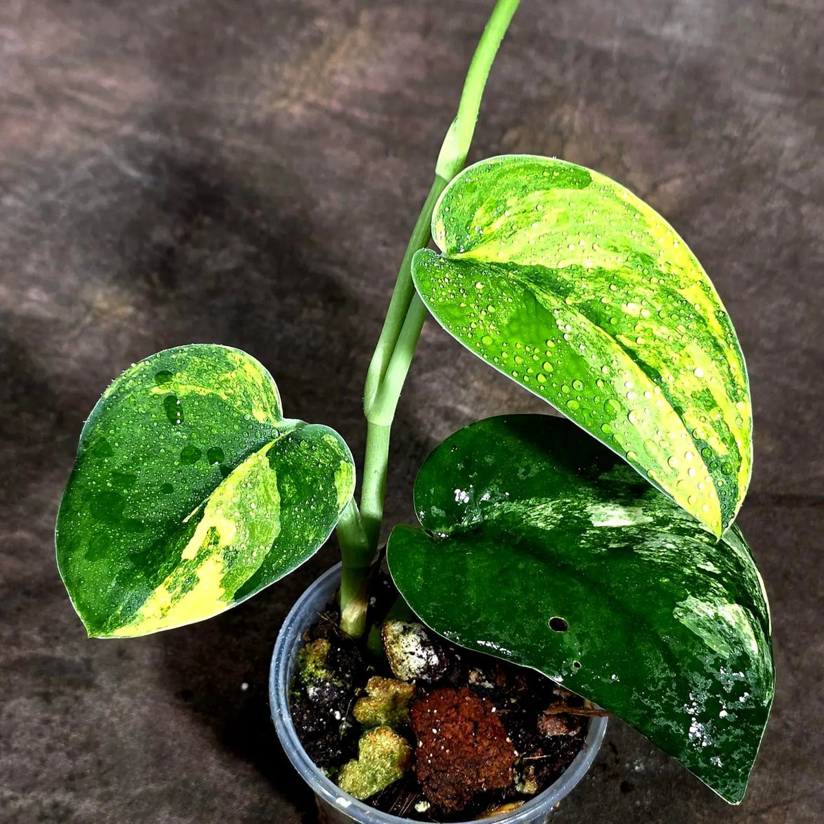 Scindapsus Jade Satin Variegated (Sep-18-15)