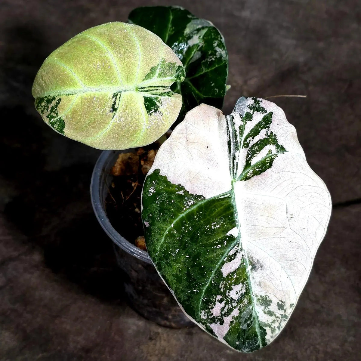 Alocasia Reginula Black Velvet Pink Variegated (Sep-18-1)
