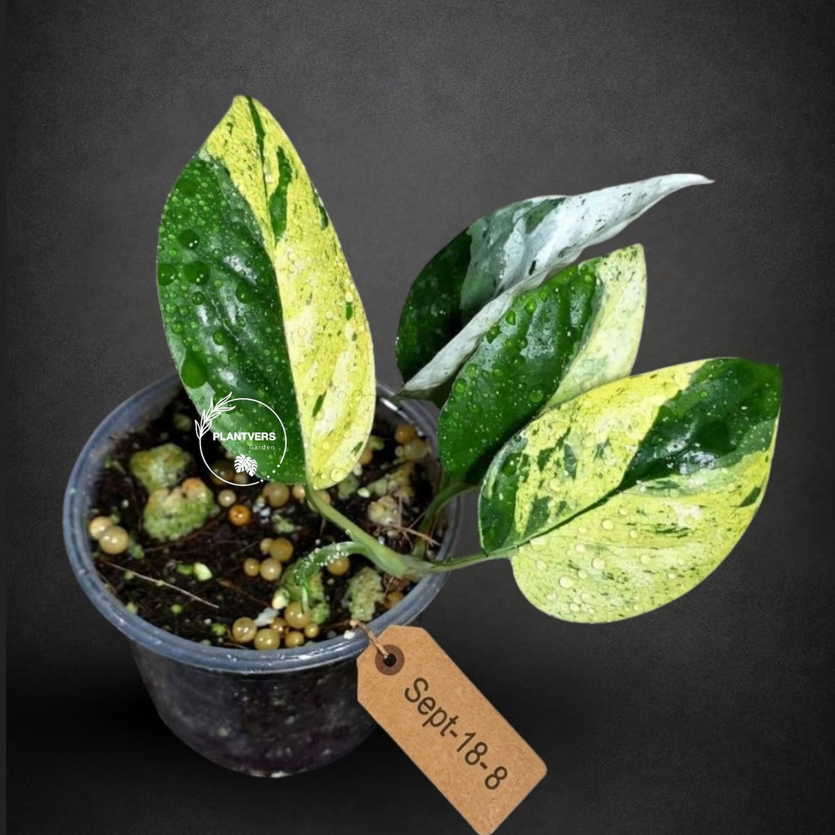 Epipremnum Pinnatum Marble Variegated (Sep-18-8)