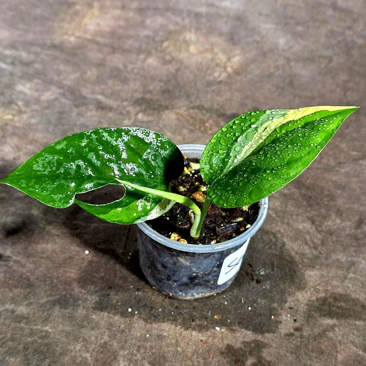 Epipremnum Pinnatum Marble Variegated (Sep-18-12)