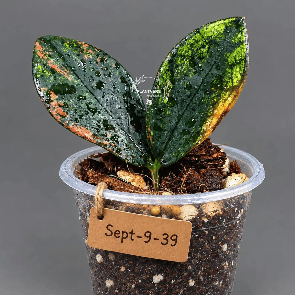Black Variegated ZZ Plant in a Nursery Pot- Multi Color Zamioculcas - Super Rare EXACT Indoor Plant - US Seller