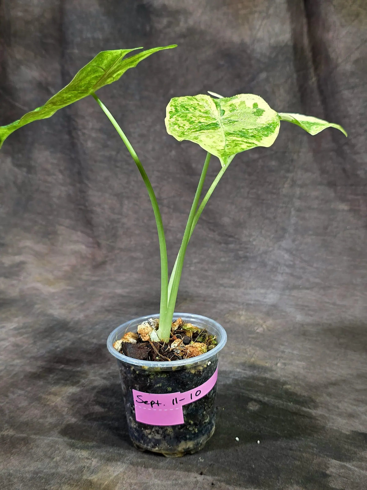 Alocasia Longiloba Aurea Live Plant (Sep-11-10)