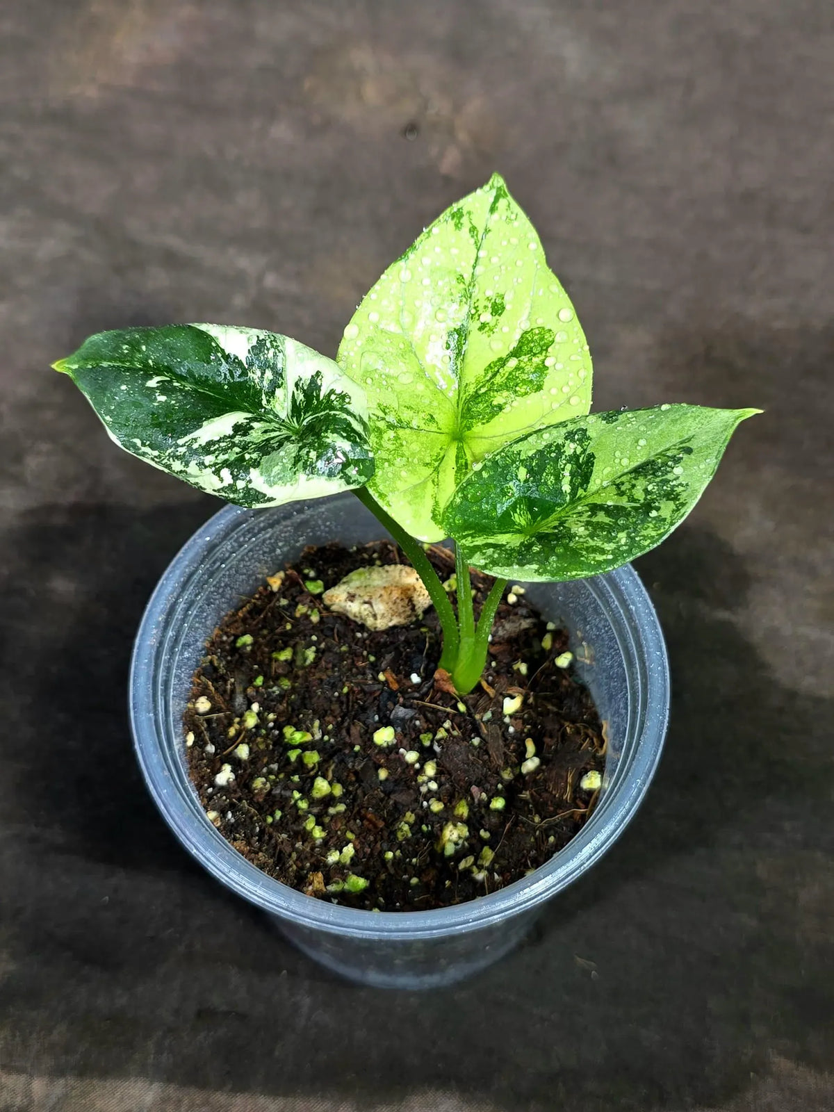 Alocasia Sinuata Aurea Live Plant (Sep-11-13-ER)