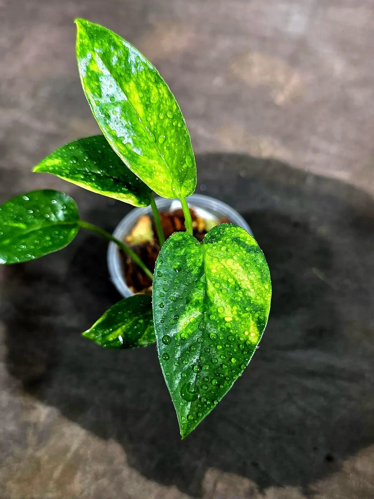Variegated Golden Flame - Epipremnum Pinnatum (Sep-15-18)