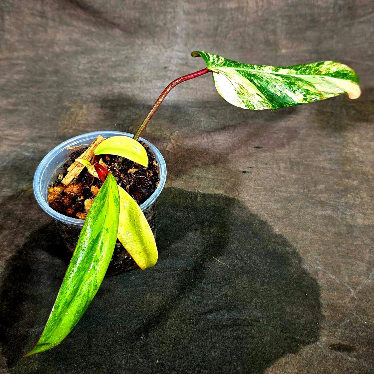 Philodendron Strawberry Shake Variegated (Sep-15-19)