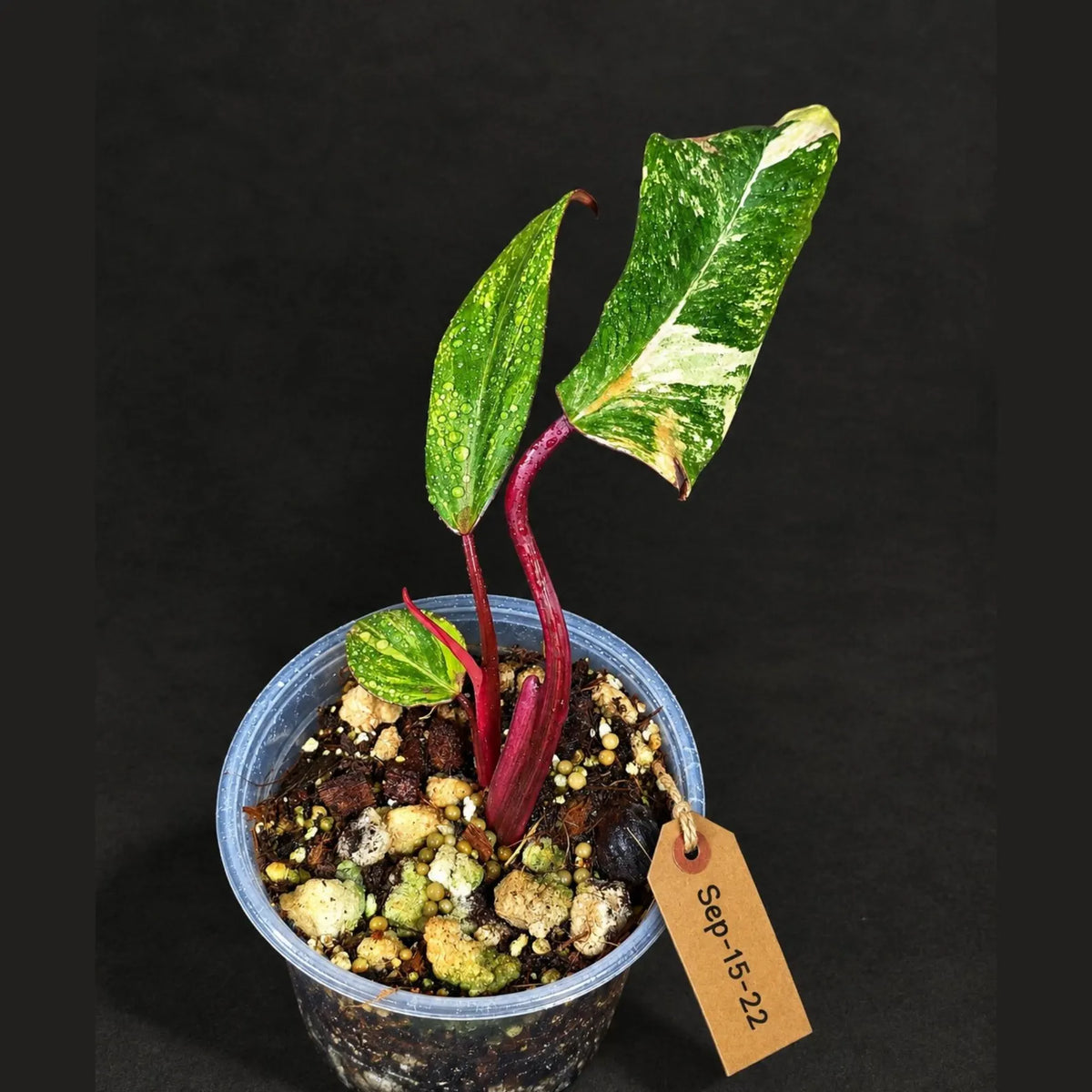 Philodendron Strawberry Shake Variegated (Sep-15-22)
