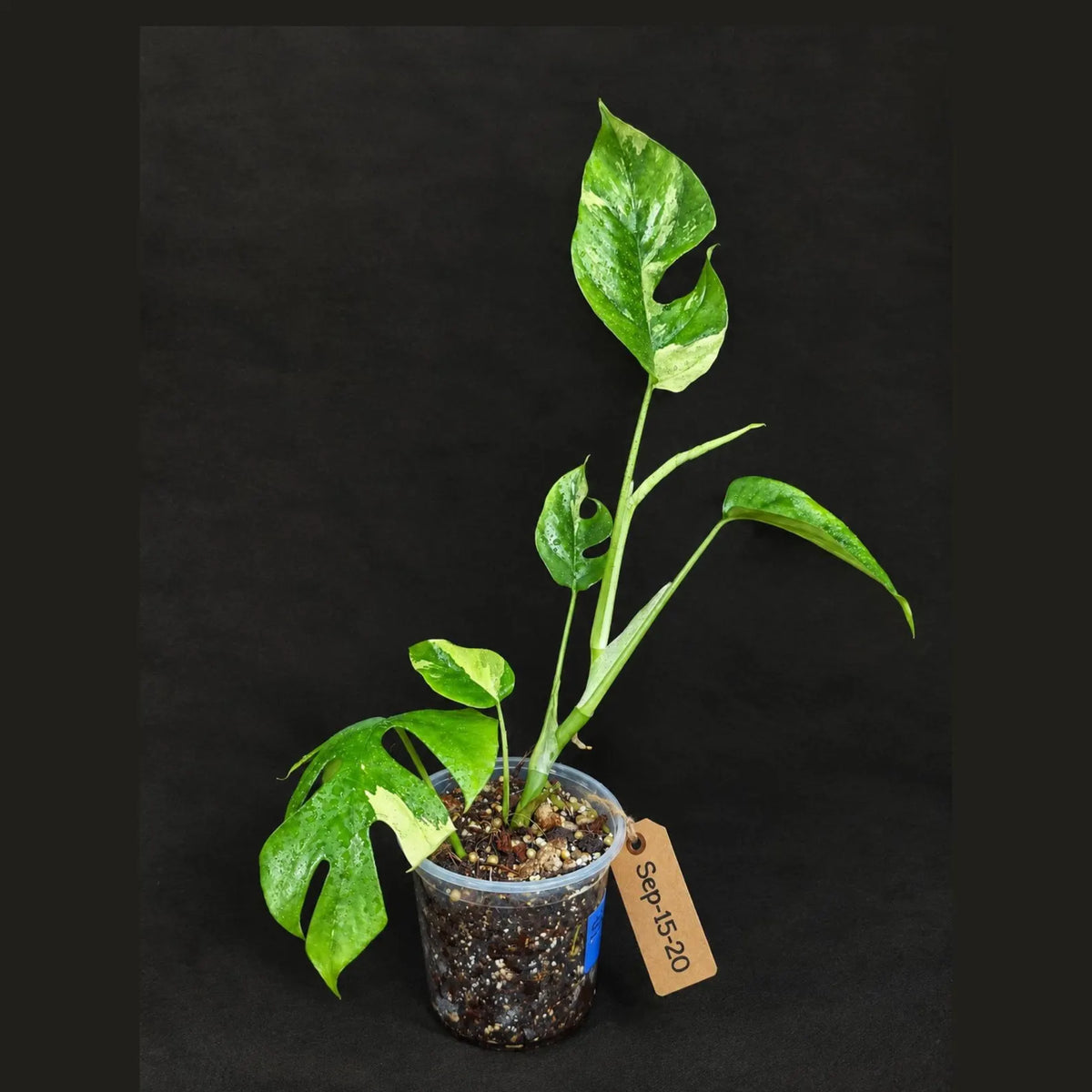 Rhaphidophora Tetrasperma Albo Variegated (Sep-15-20)