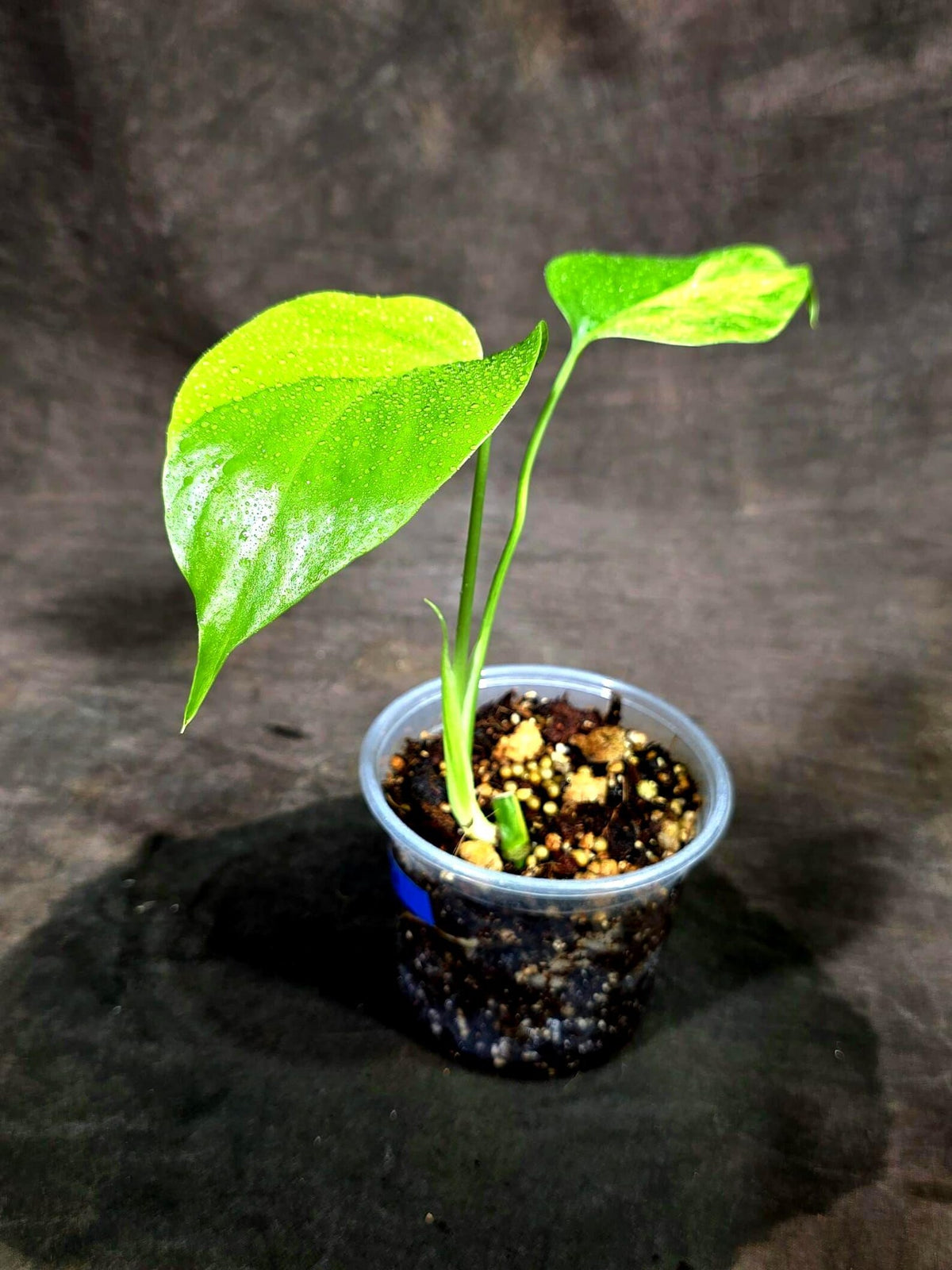 Monstera Aurea Variegated Plant - (Sep-15-21)