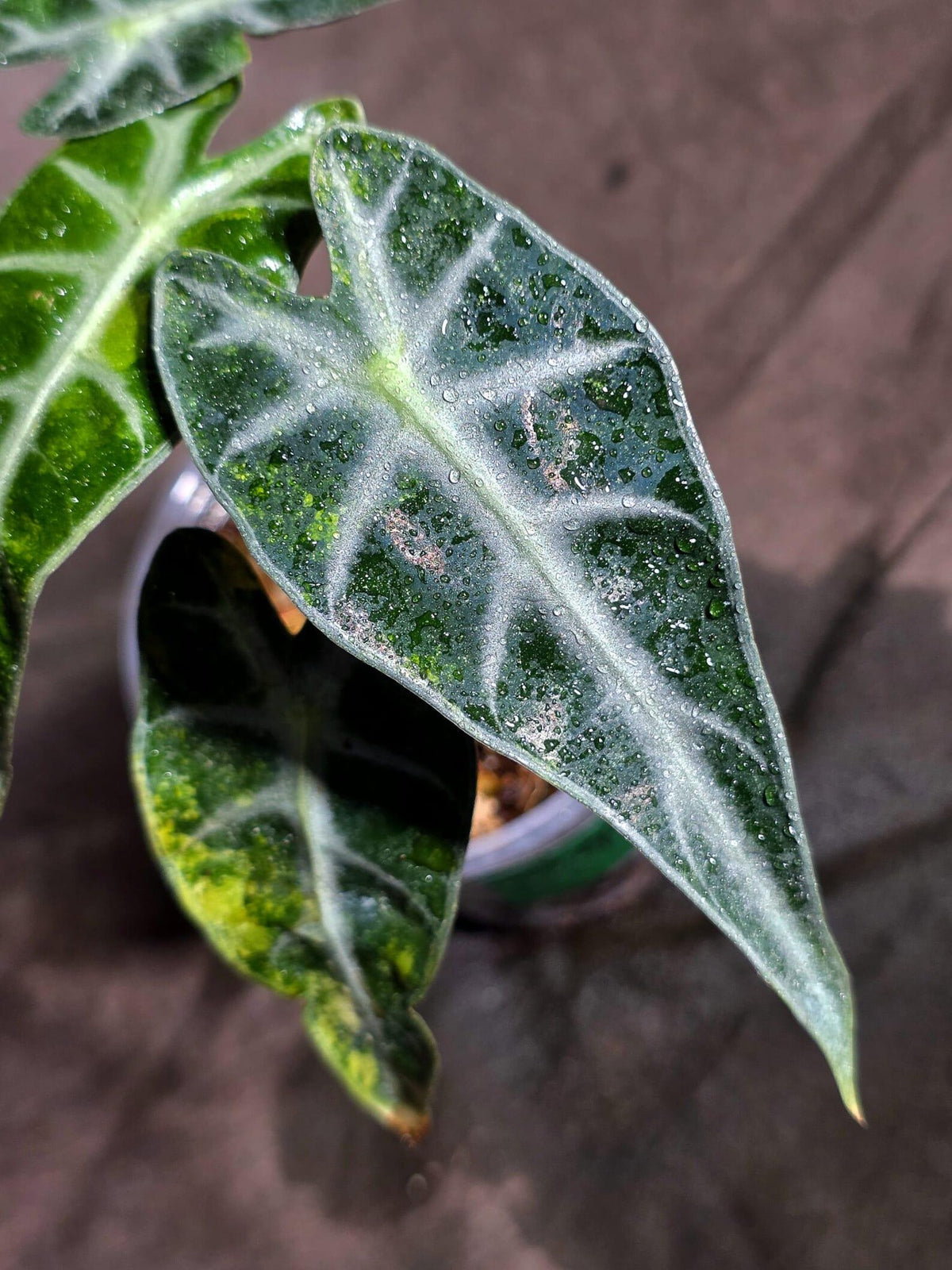 Alocasia Bambino Aurea Variegated (Sep-16-4-ER)