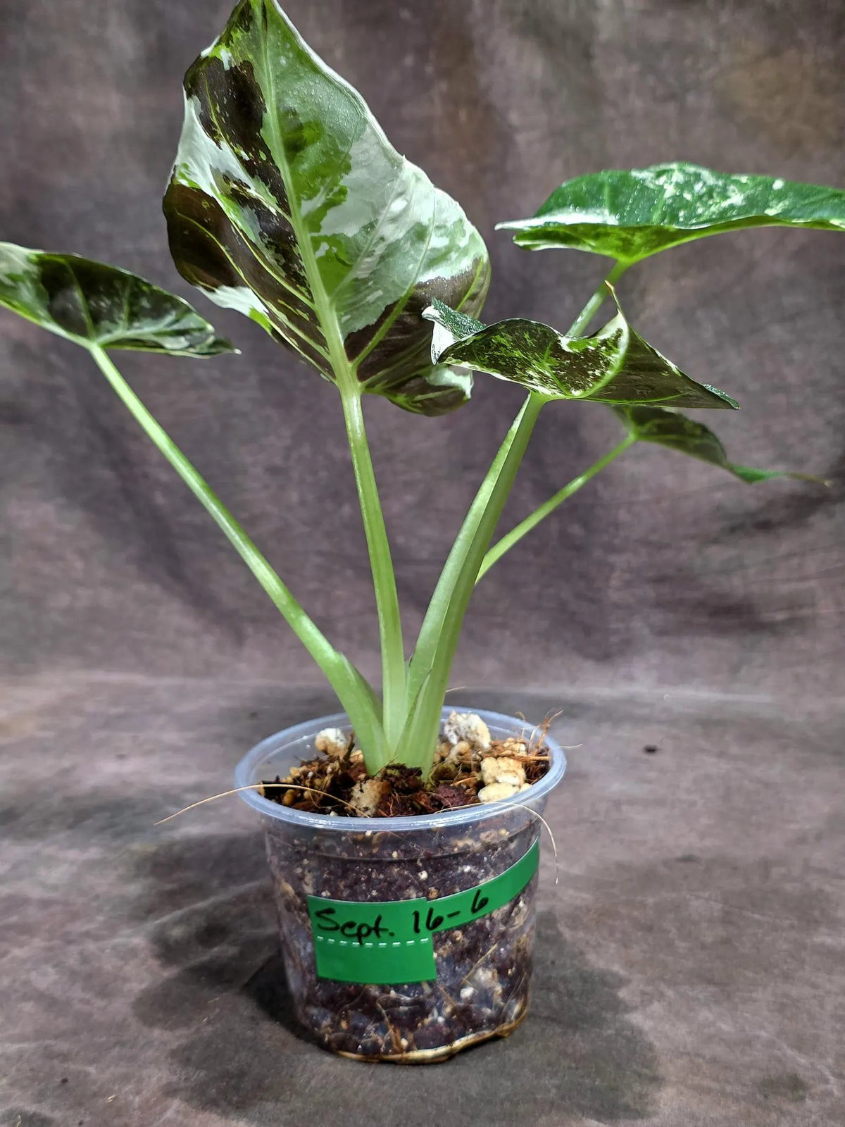 Alocasia Regal Shield Albo Variegated Live Plant (Sep-16-6-ER)