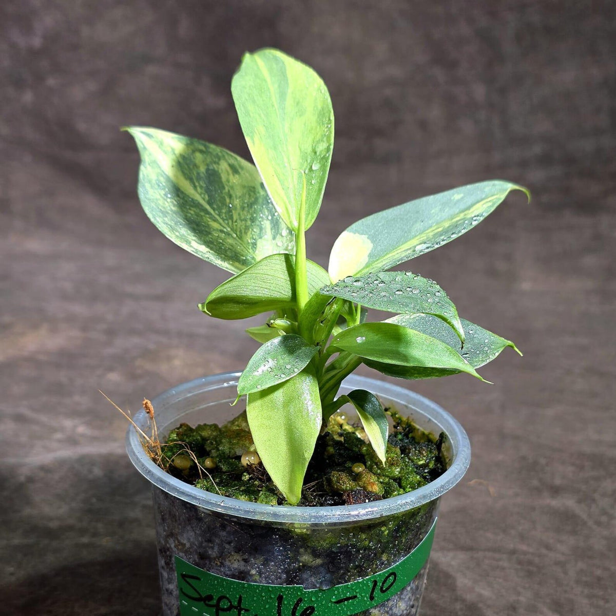 Variegated Silver Sword Philodendron (Sep-16-10-ER)