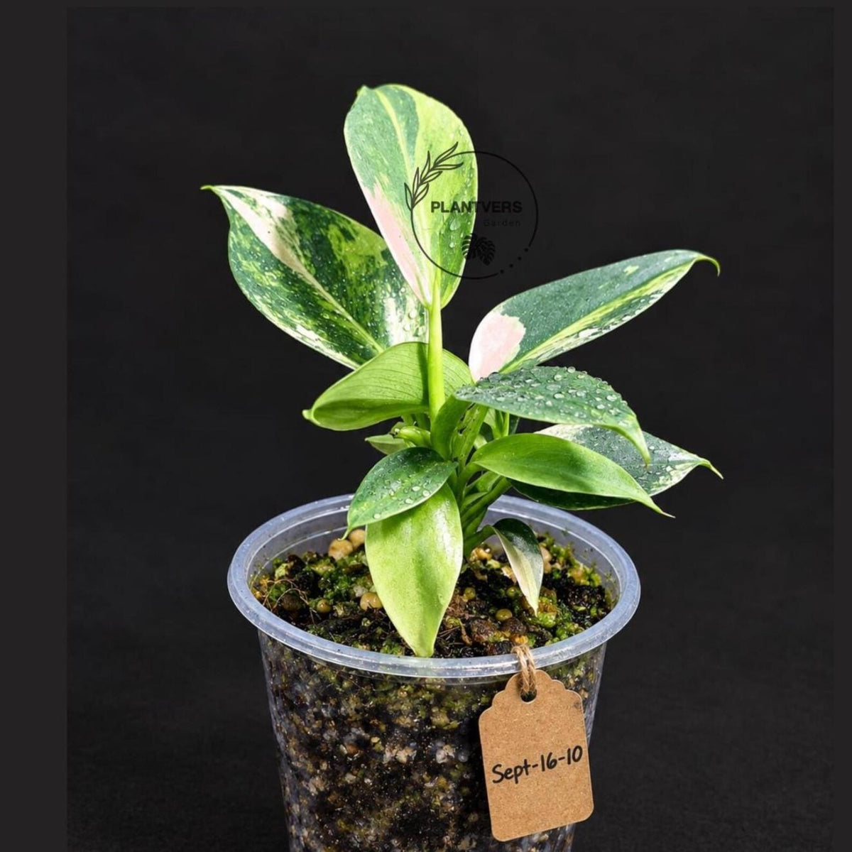 Variegated Silver Sword Philodendron (Sep-16-10-ER)