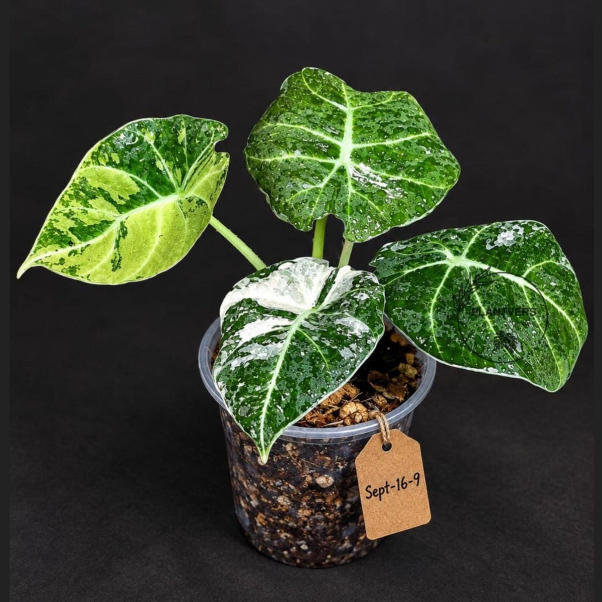 Alocasia Reginula Black Velvet Pink Variegated (Sep-16-9-ER)