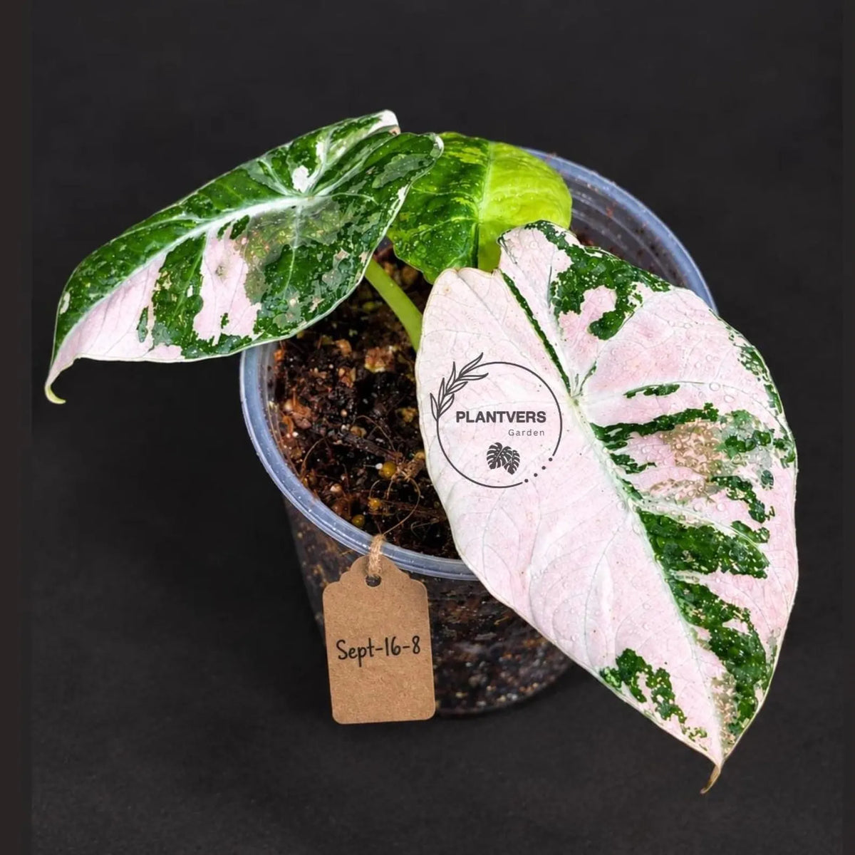 Alocasia Reginula Black Velvet Pink Variegated (Sep-16-8-ER)
