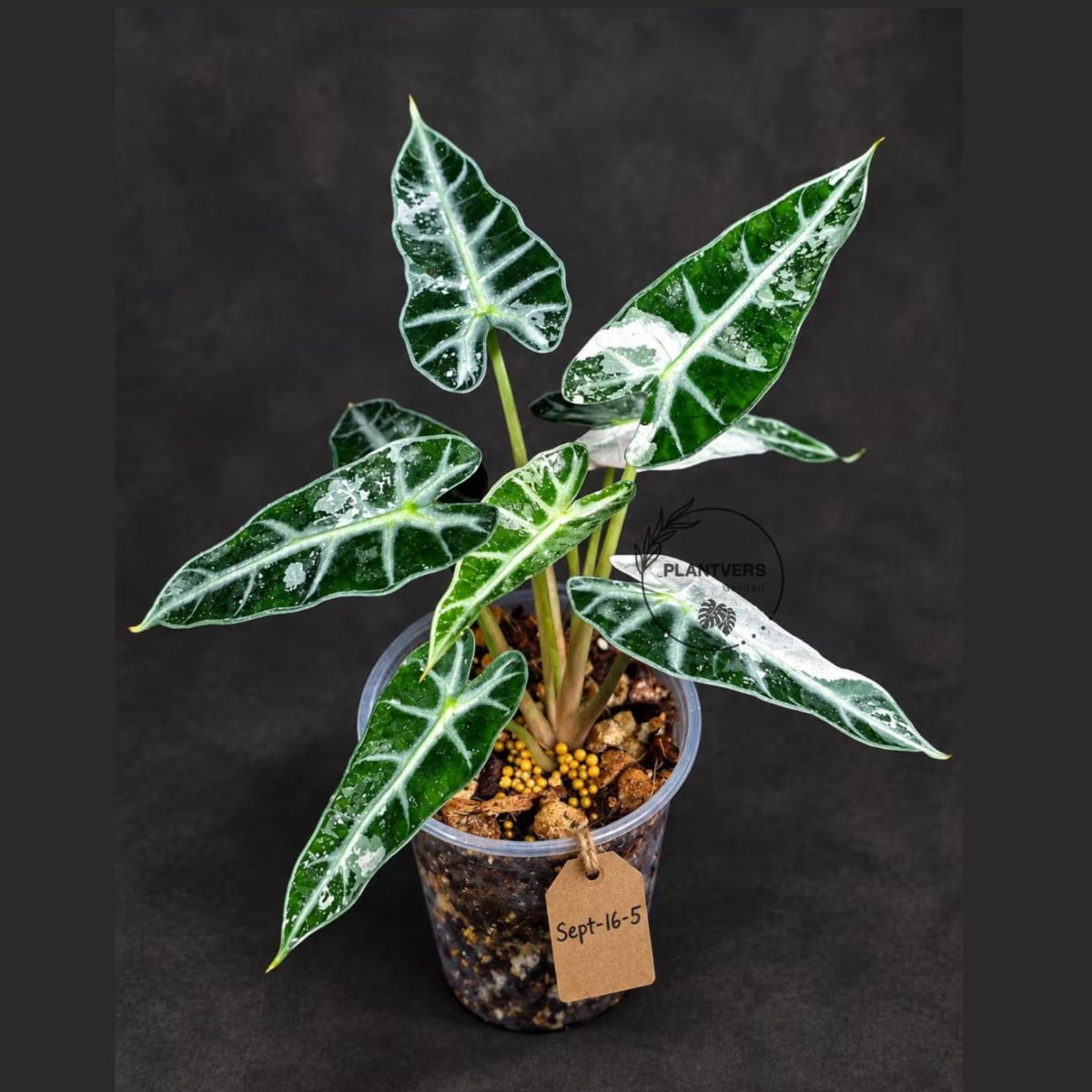 Rare Variegated Alocasia Bambino Pink (Sep-16-5-ER)