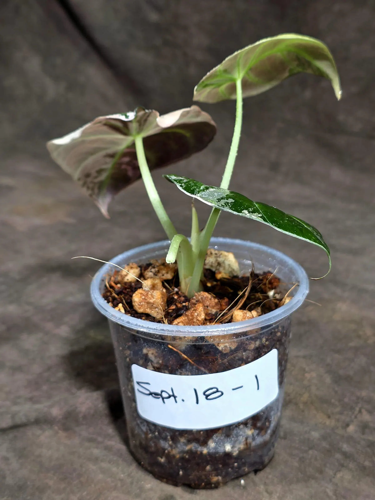 Alocasia Reginula Black Velvet Pink Variegated (Sep-18-1)