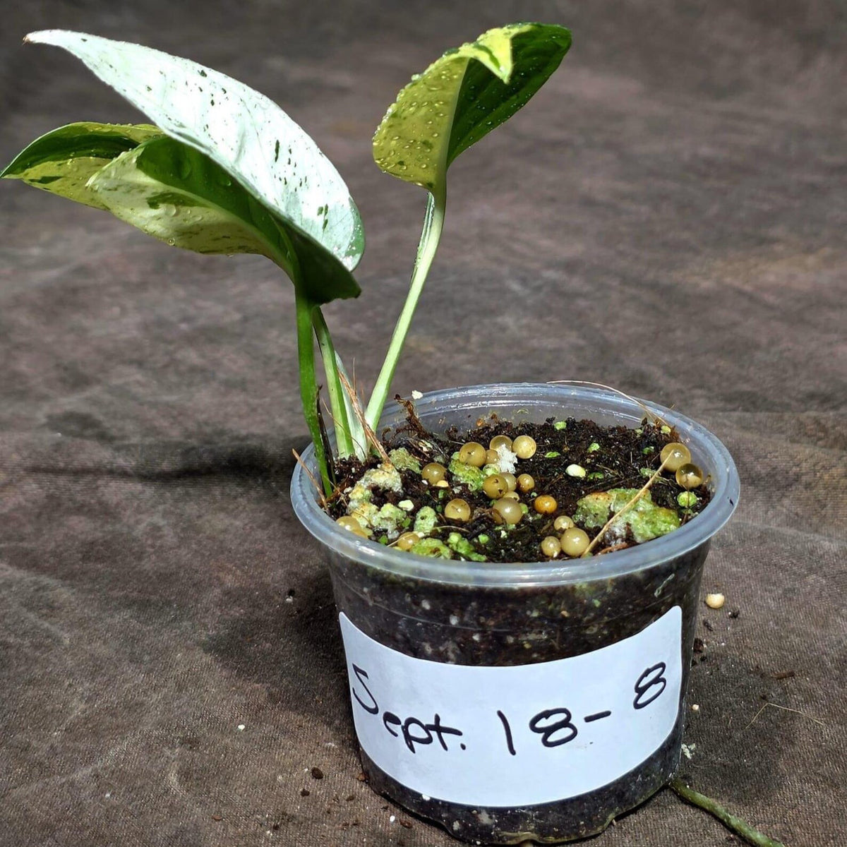 Epipremnum Pinnatum Marble Variegated (Sep-18-8)