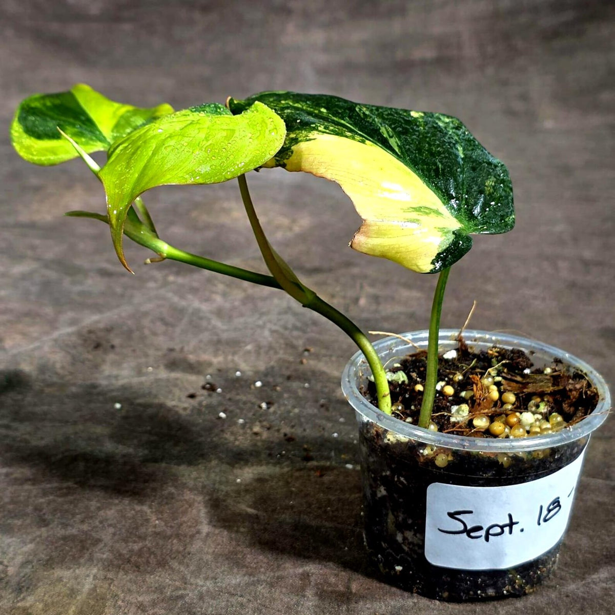 Variegated Philodendron Mican Aurea (Sep-18-11)