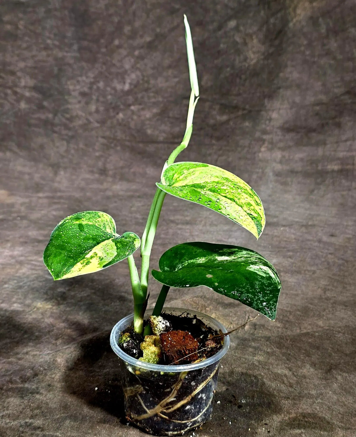 Scindapsus Jade Satin Variegated (Sep-18-15)